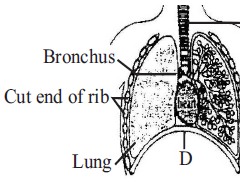 Breathing and Exchange of Gases mcq question image